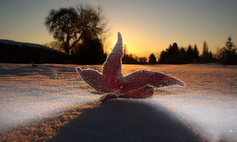 221732240176619121.png 1732240165647.png